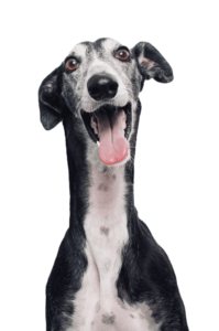 galgo
